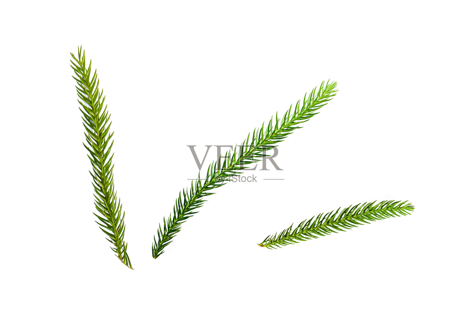 孤立的松叶在白色背景与修剪路径为圣诞节的一部分照片摄影图片