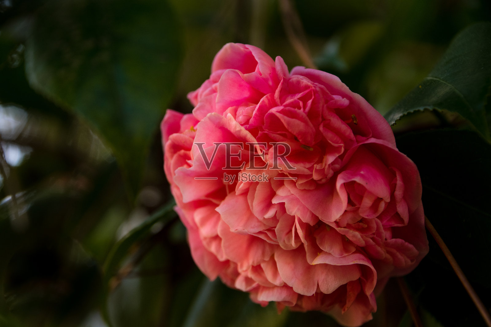 盛开的花朵照片摄影图片