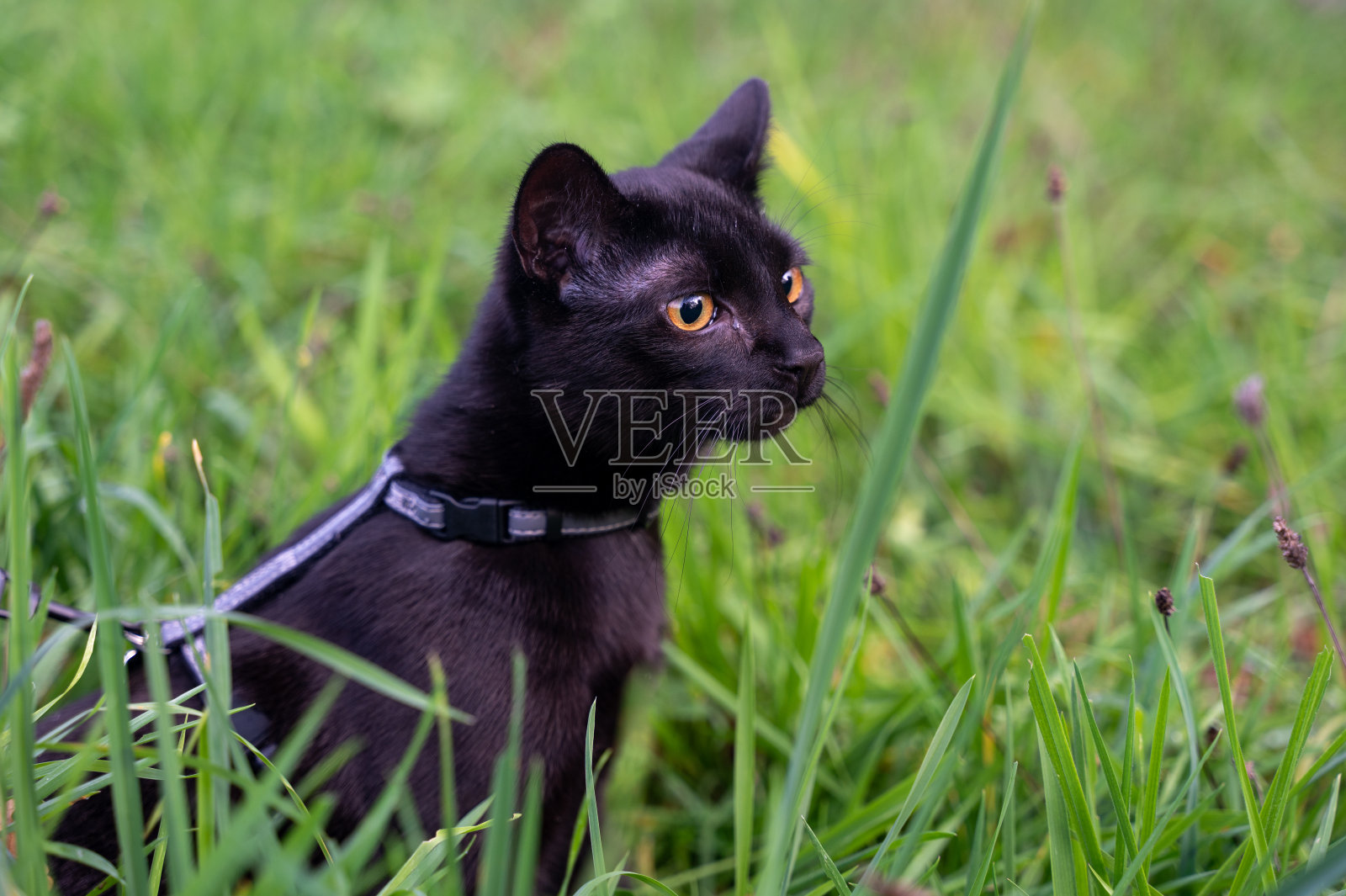 一只黑猫坐在草地上照片摄影图片