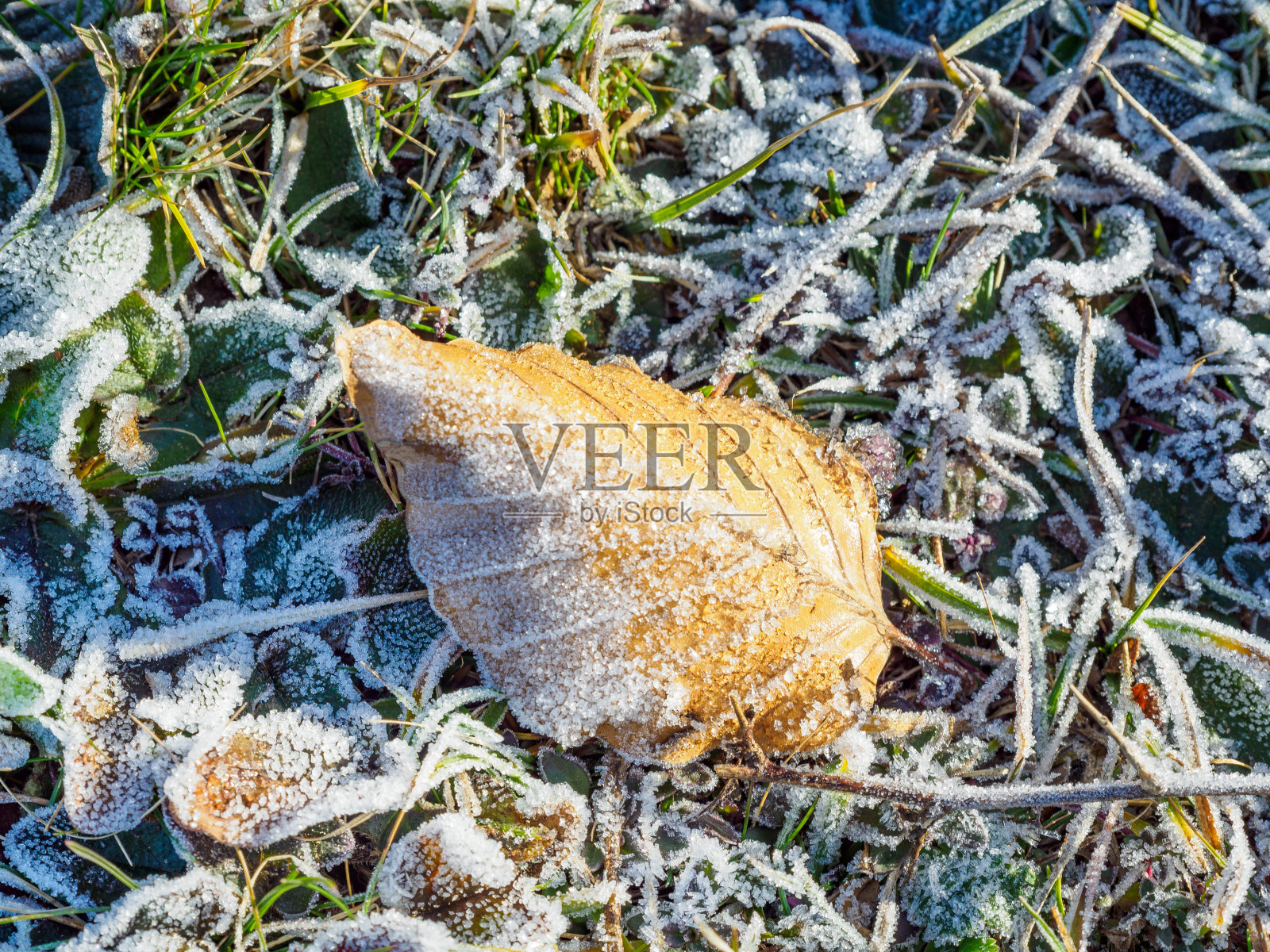 冬天里森林地面上的干树叶照片摄影图片