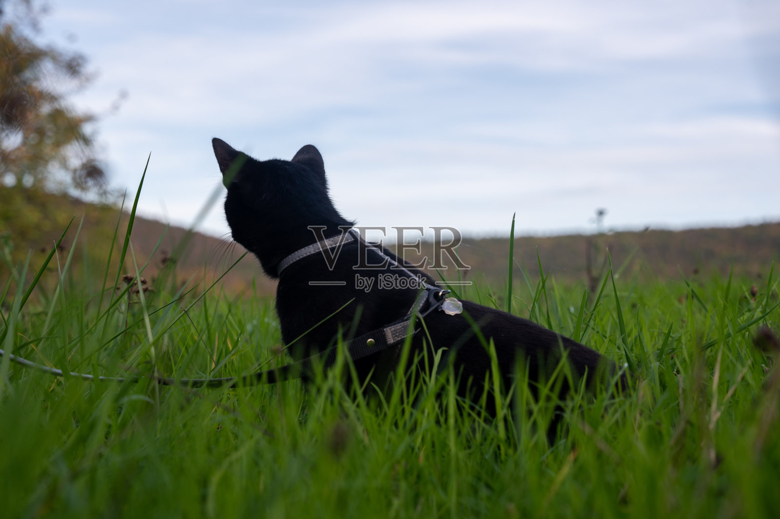 绿色大自然中的一只猫照片摄影图片