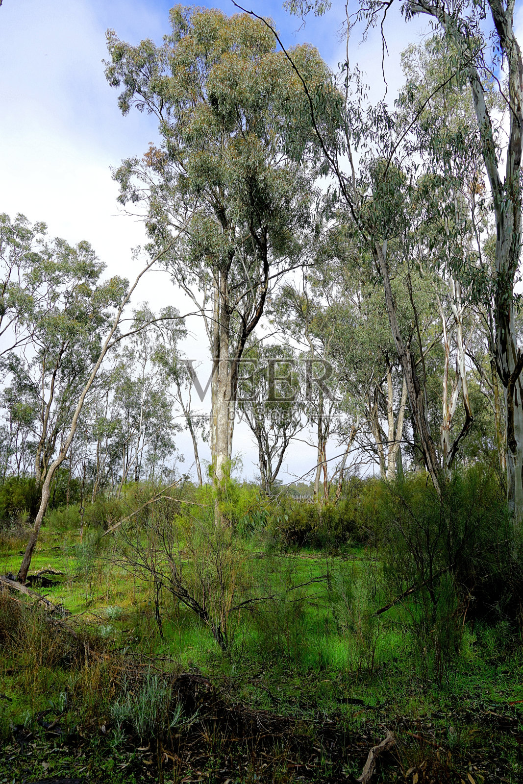 澳大利亚维多利亚州下莫伊拉照片摄影图片