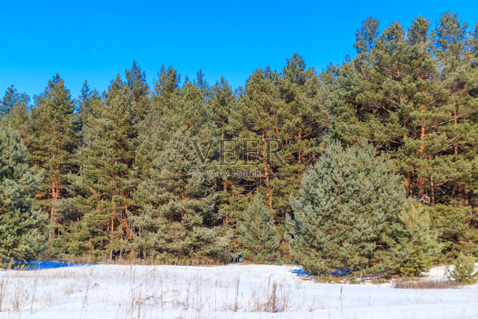 冬天白雪皑皑的松林照片摄影图片
