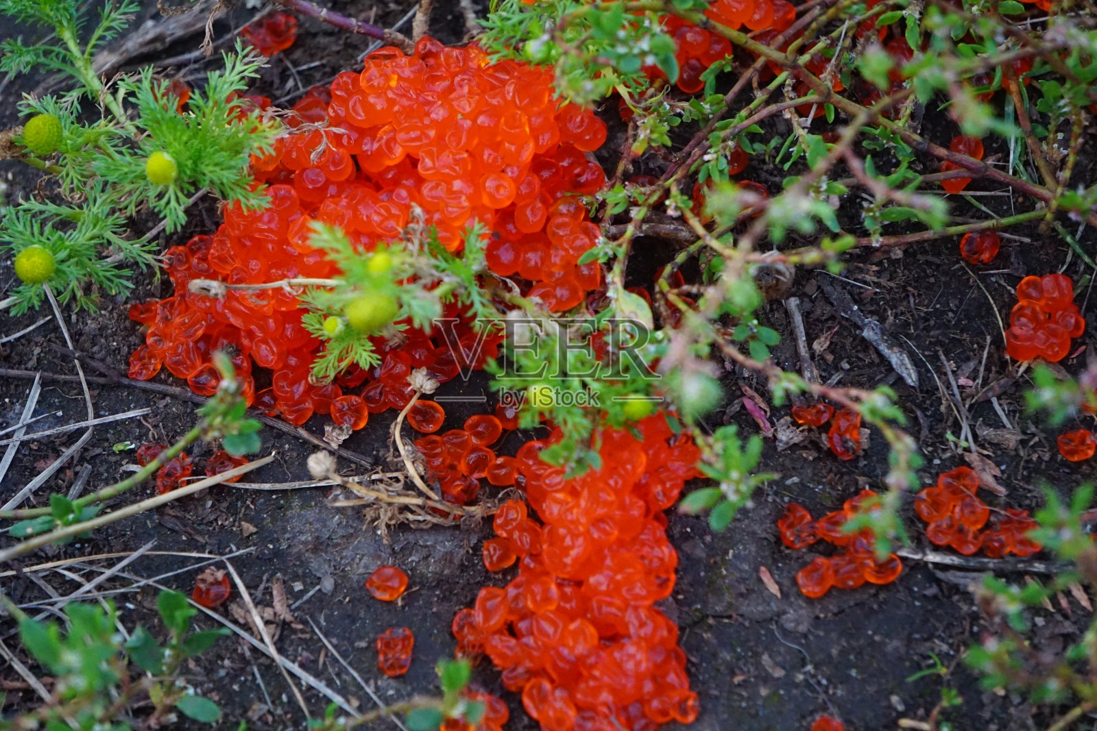 红色的三文鱼鱼子酱躺在地上。红色的鱼子酱被扔到了地上。三文鱼鱼子酱躺在地板上。这只会发生在俄罗斯。照片摄影图片