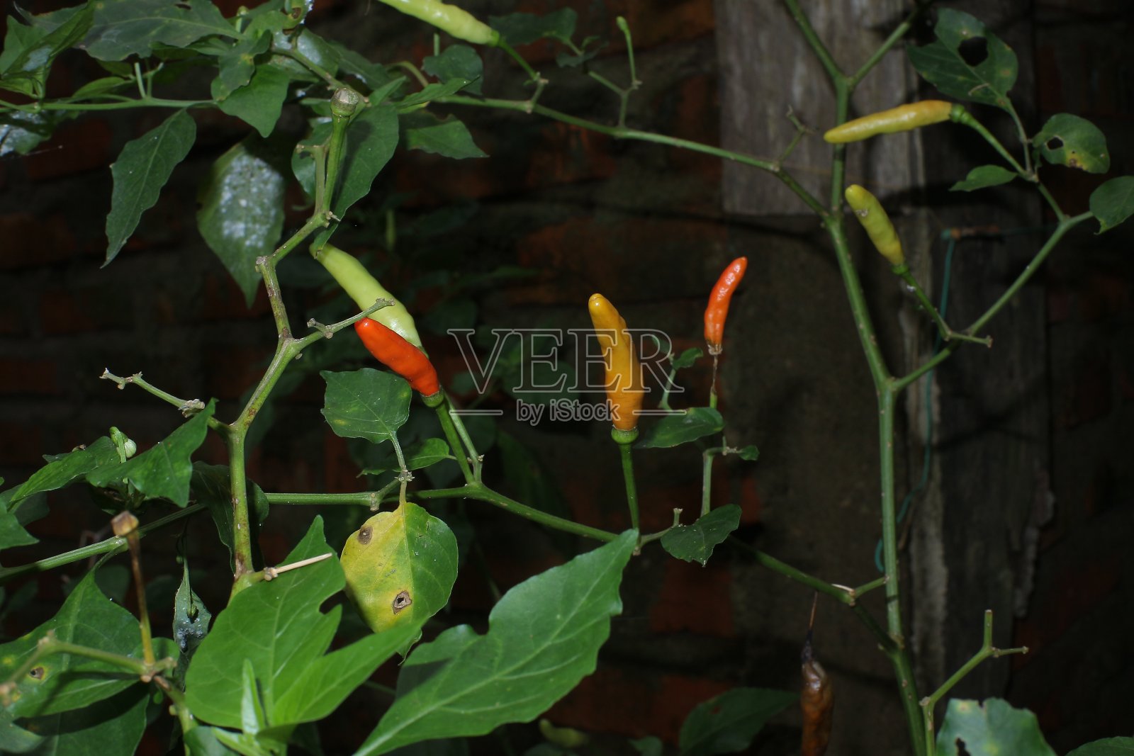 卡宴纸照片摄影图片