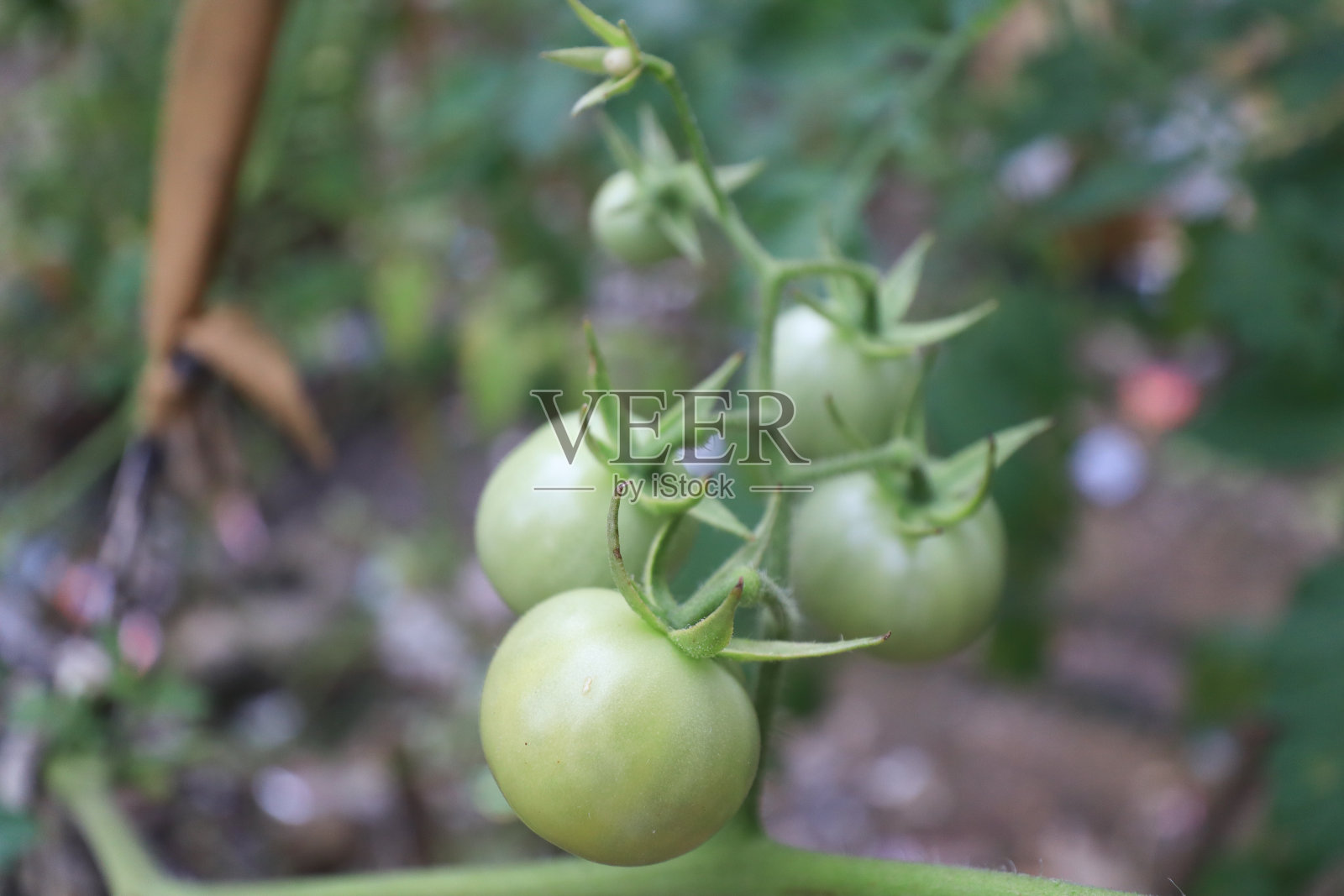 西红柿照片摄影图片