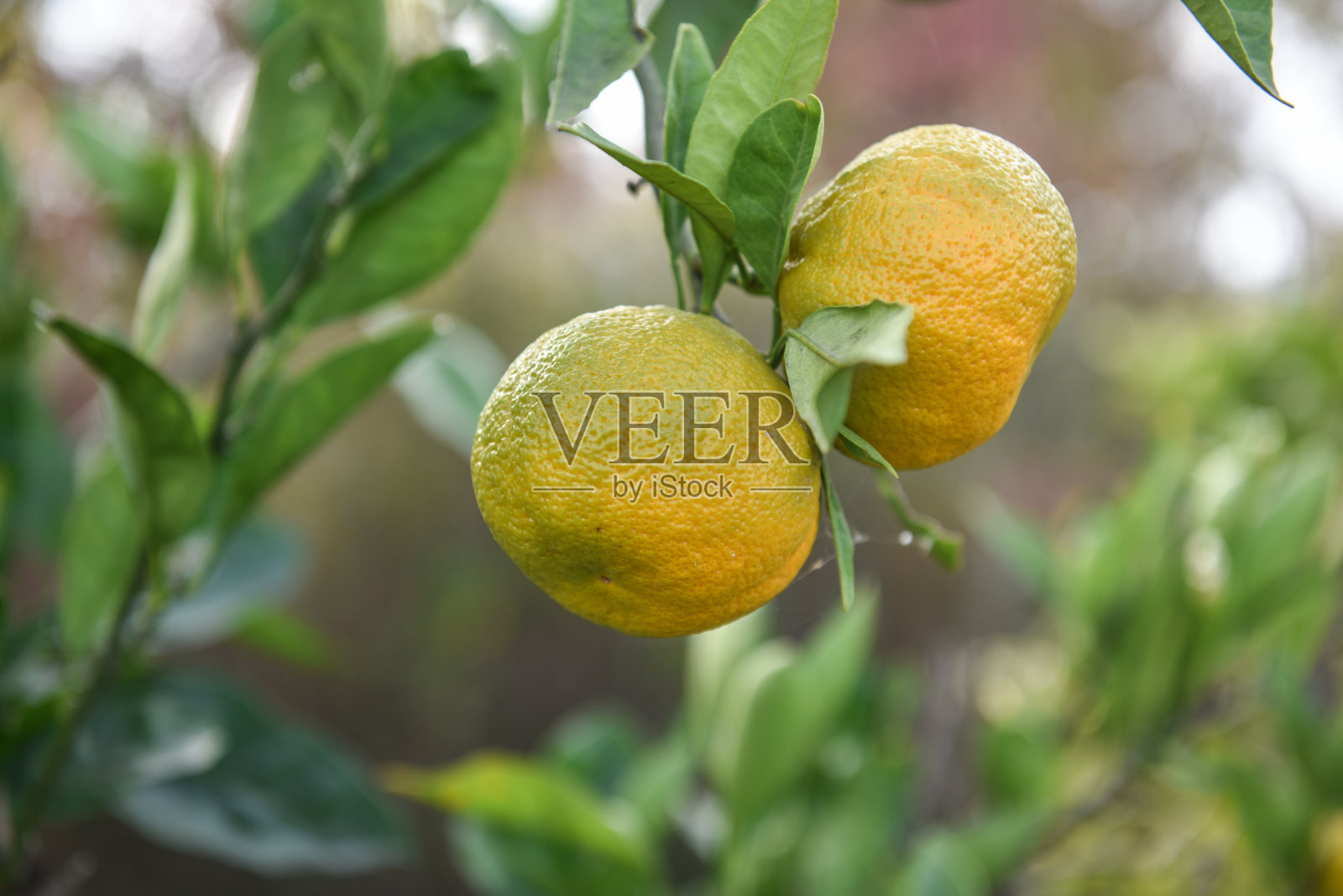 橘子照片摄影图片