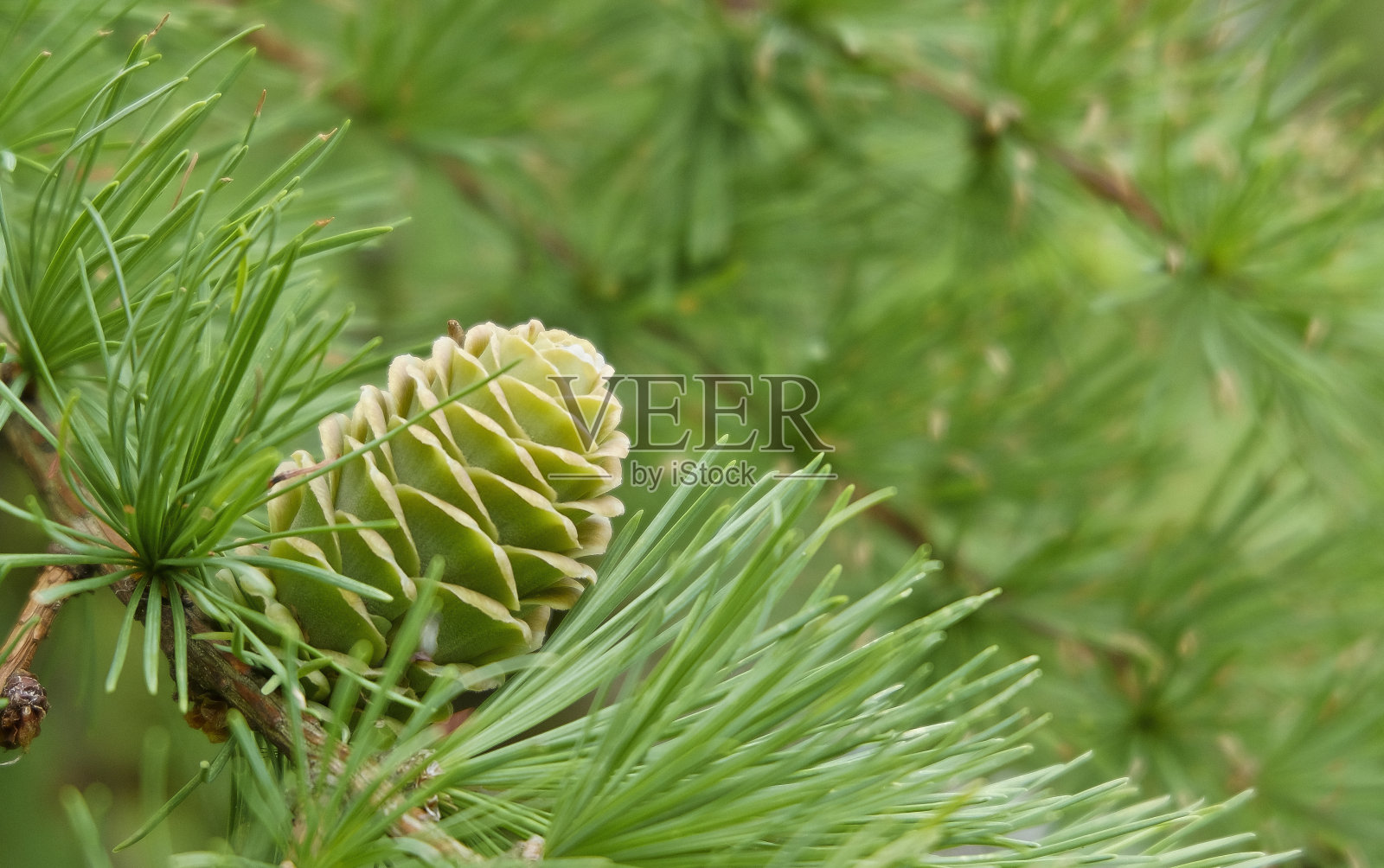 落叶松球果特写照片摄影图片