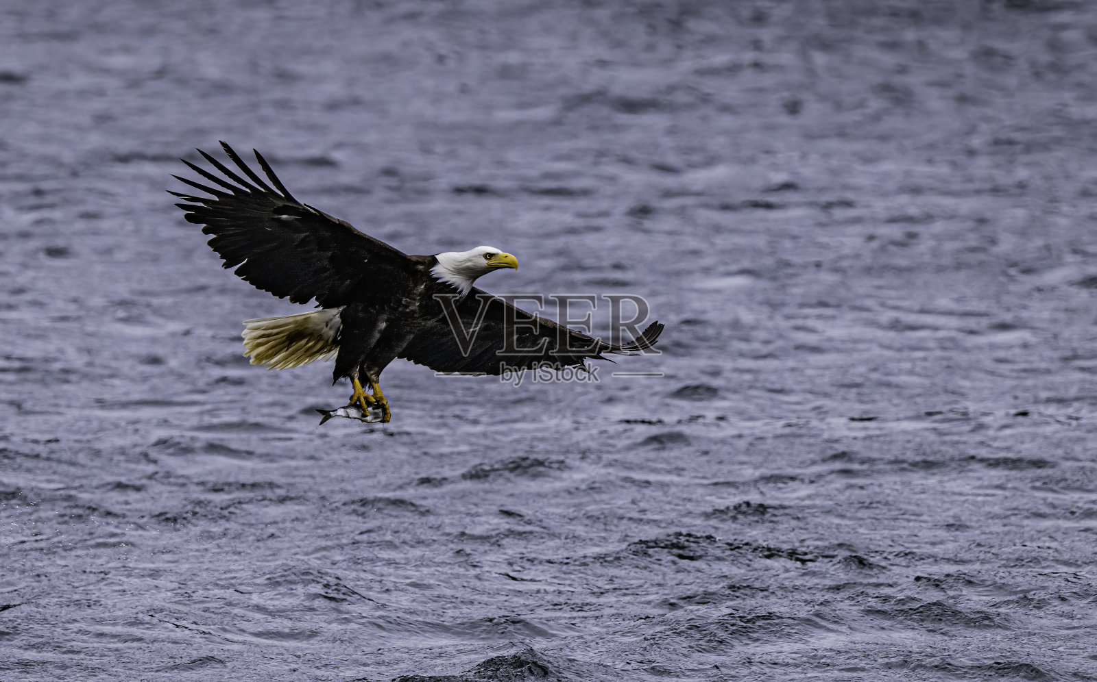 白头鹰(Haliaeetus leucocephalus)是一种发现于北美的猛禽。位于查塔姆海峡巴拉诺夫岛卡斯尼库湾的隐藏瀑布。阿拉斯加。照片摄影图片