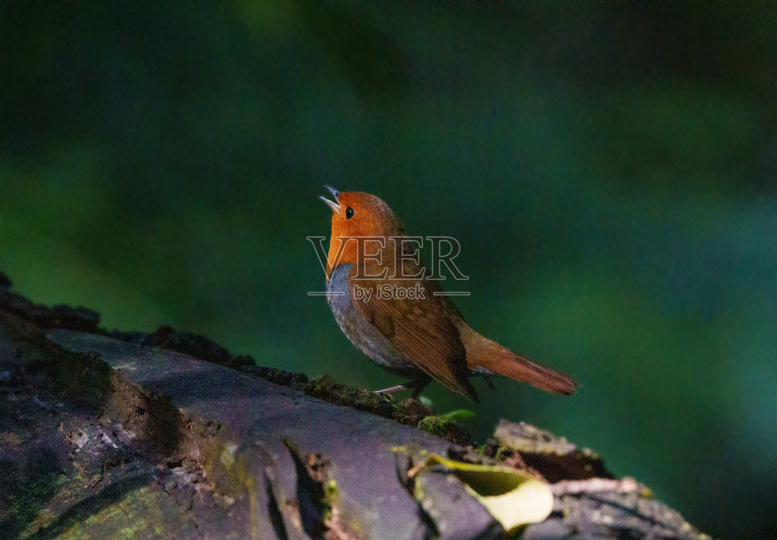 日本罗宾照片摄影图片