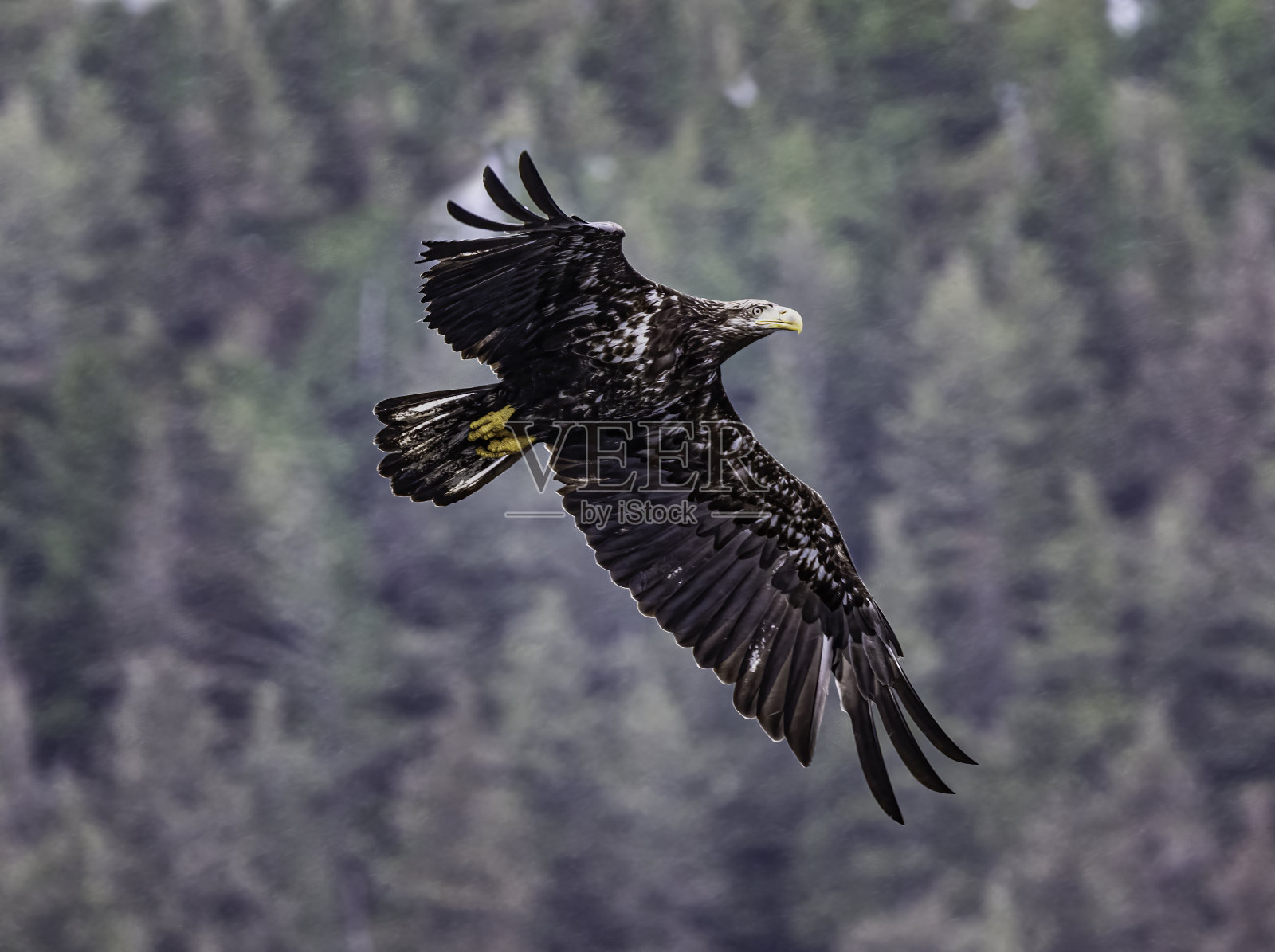 白头鹰(Haliaeetus leucocephalus)是一种发现于北美的猛禽。位于查塔姆海峡巴拉诺夫岛卡斯尼库湾的隐藏瀑布。阿拉斯加。一只飞翔和钓鱼的少年。照片摄影图片