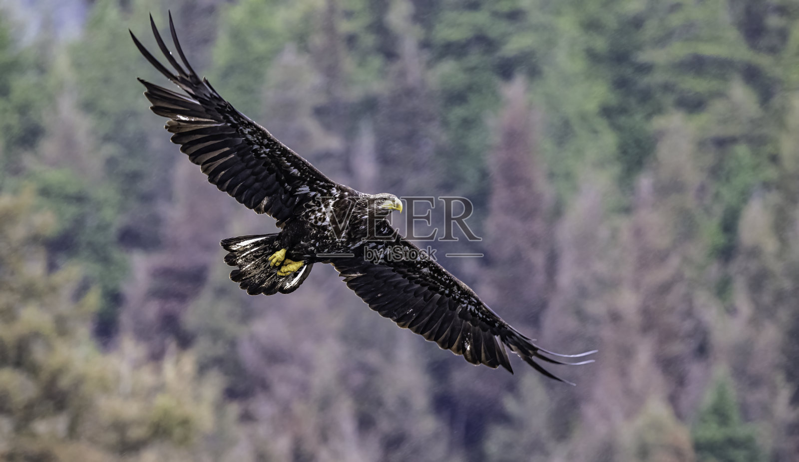 白头鹰(Haliaeetus leucocephalus)是一种发现于北美的猛禽。位于查塔姆海峡巴拉诺夫岛卡斯尼库湾的隐藏瀑布。阿拉斯加。一只飞翔和钓鱼的少年。照片摄影图片