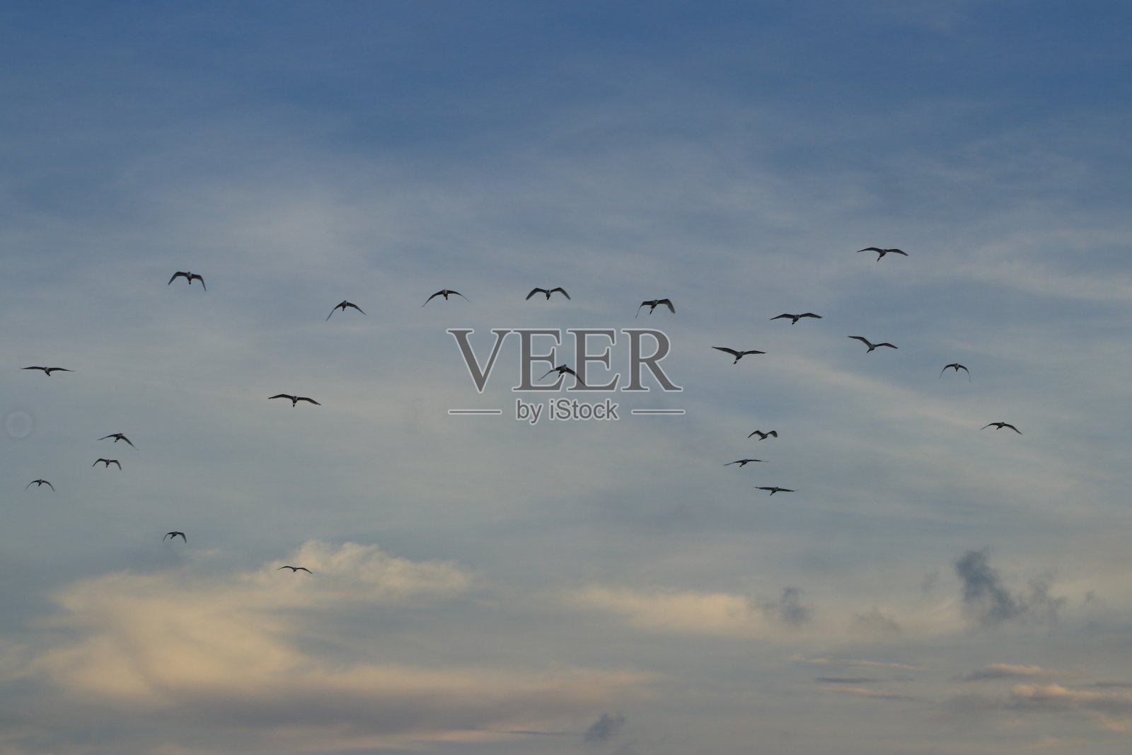 鹳照片摄影图片