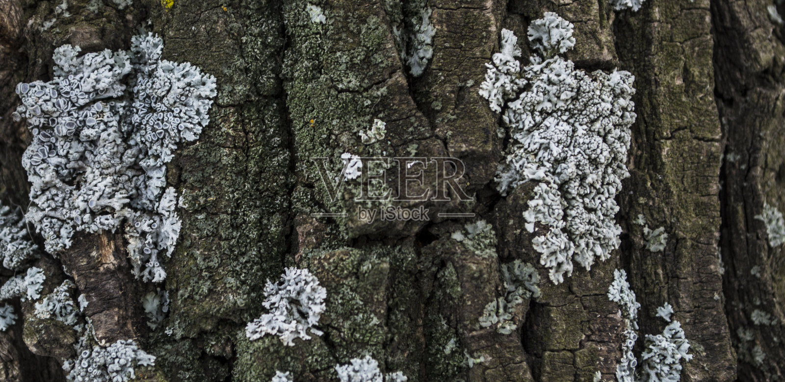 多色苔藓和地衣上的树皮树干木橡树照片摄影图片