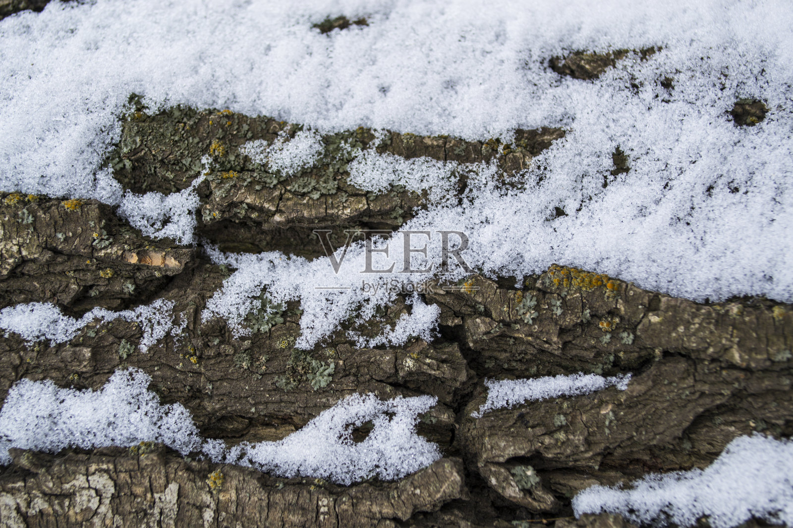 多色苔藓和地衣上的树皮树干木橡树照片摄影图片