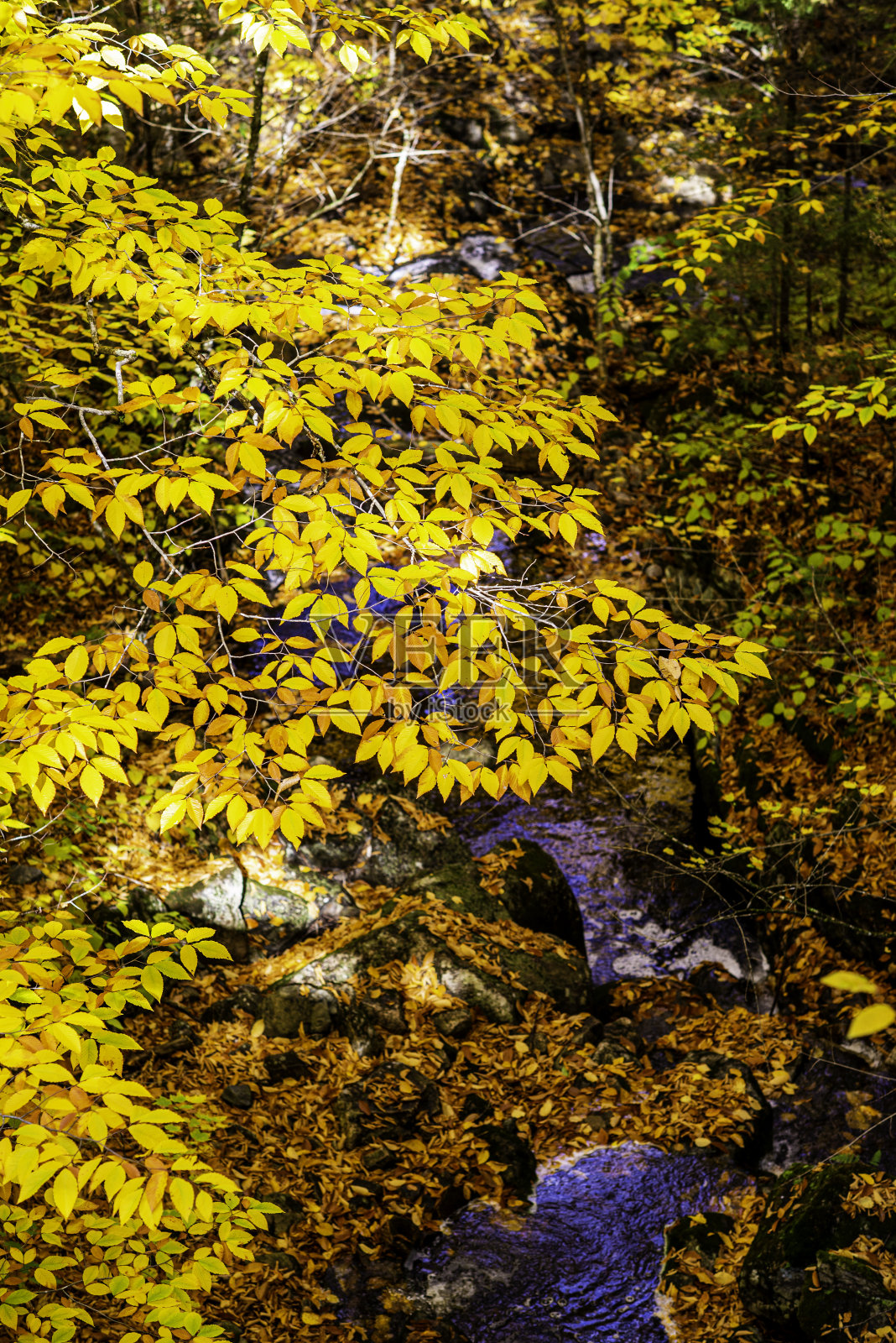 在一个阳光明媚的秋日，魁北克的lacu -du-missionaire湖上的晨雾和彩色的树叶照片摄影图片