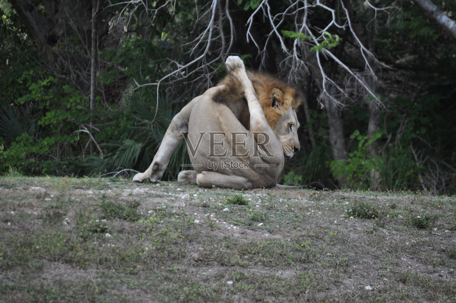 狮子洗2照片摄影图片