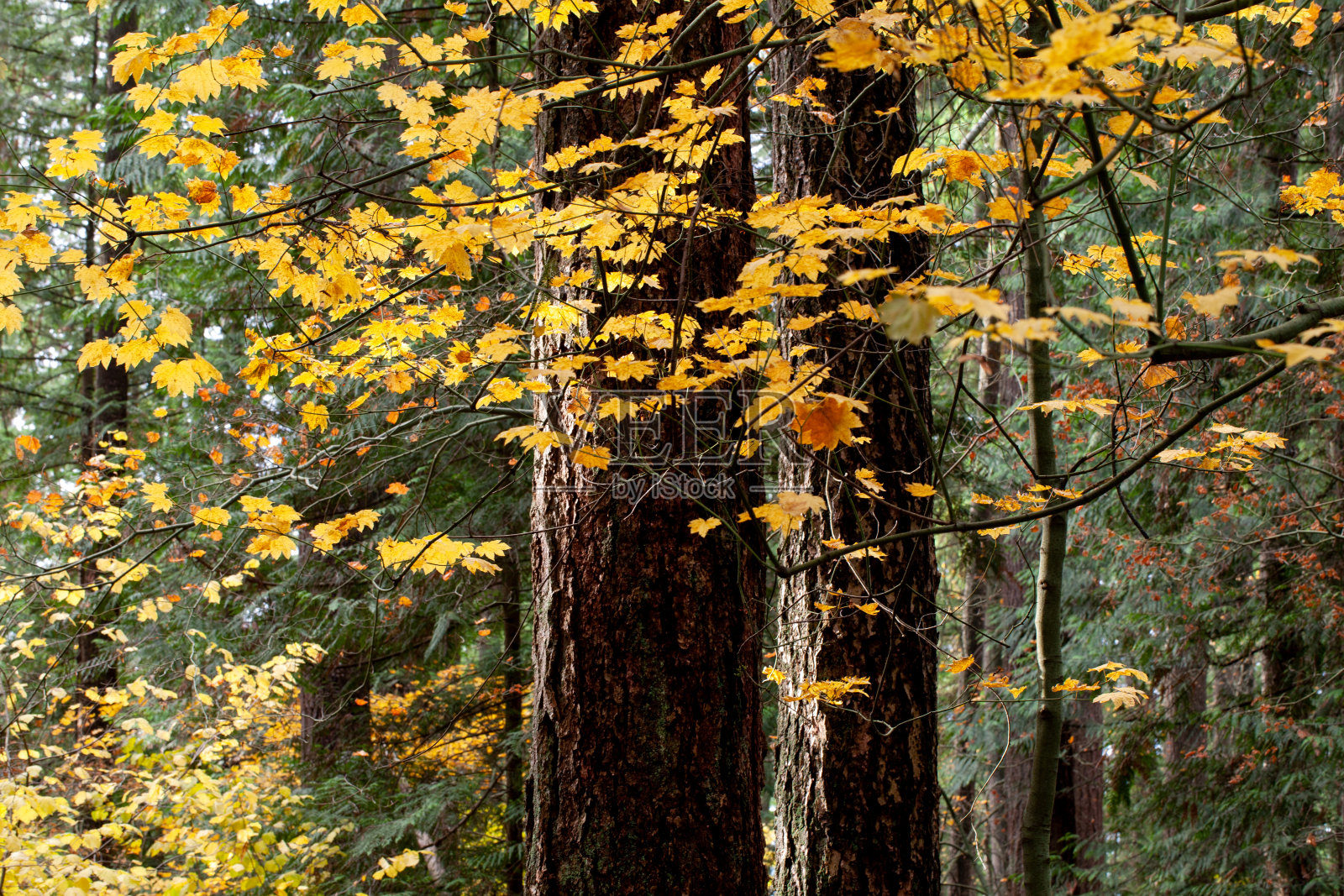 公园里美丽的秋叶照片摄影图片