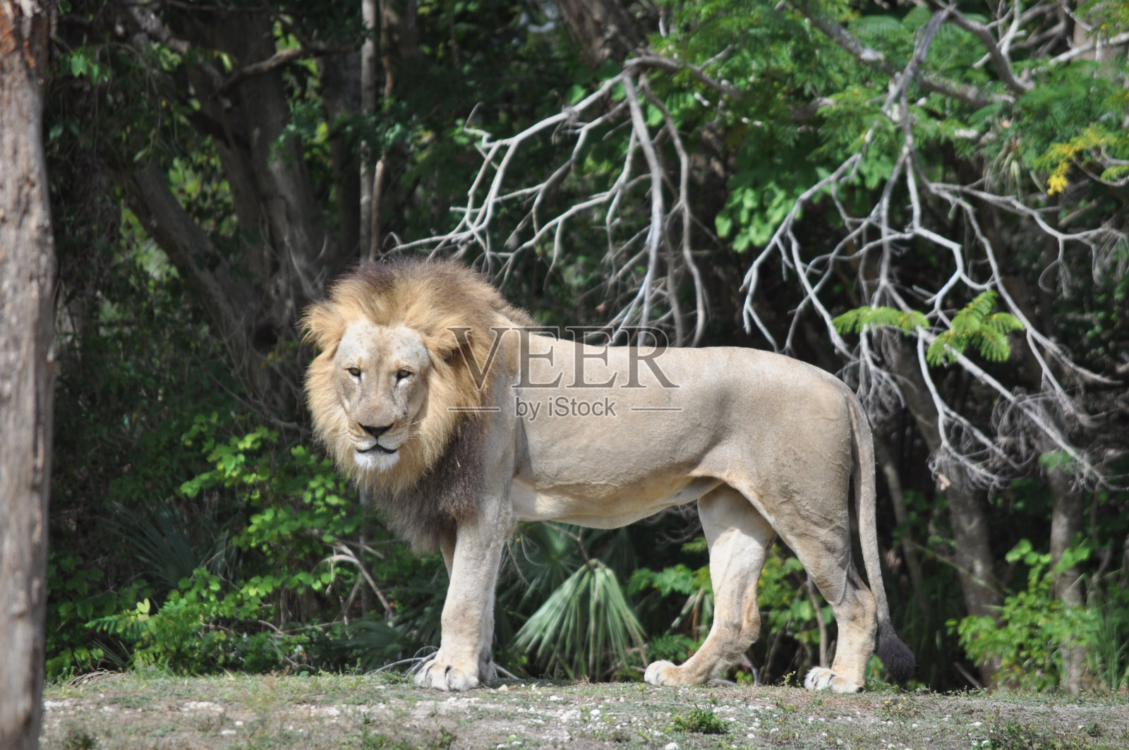 狮子7照片摄影图片