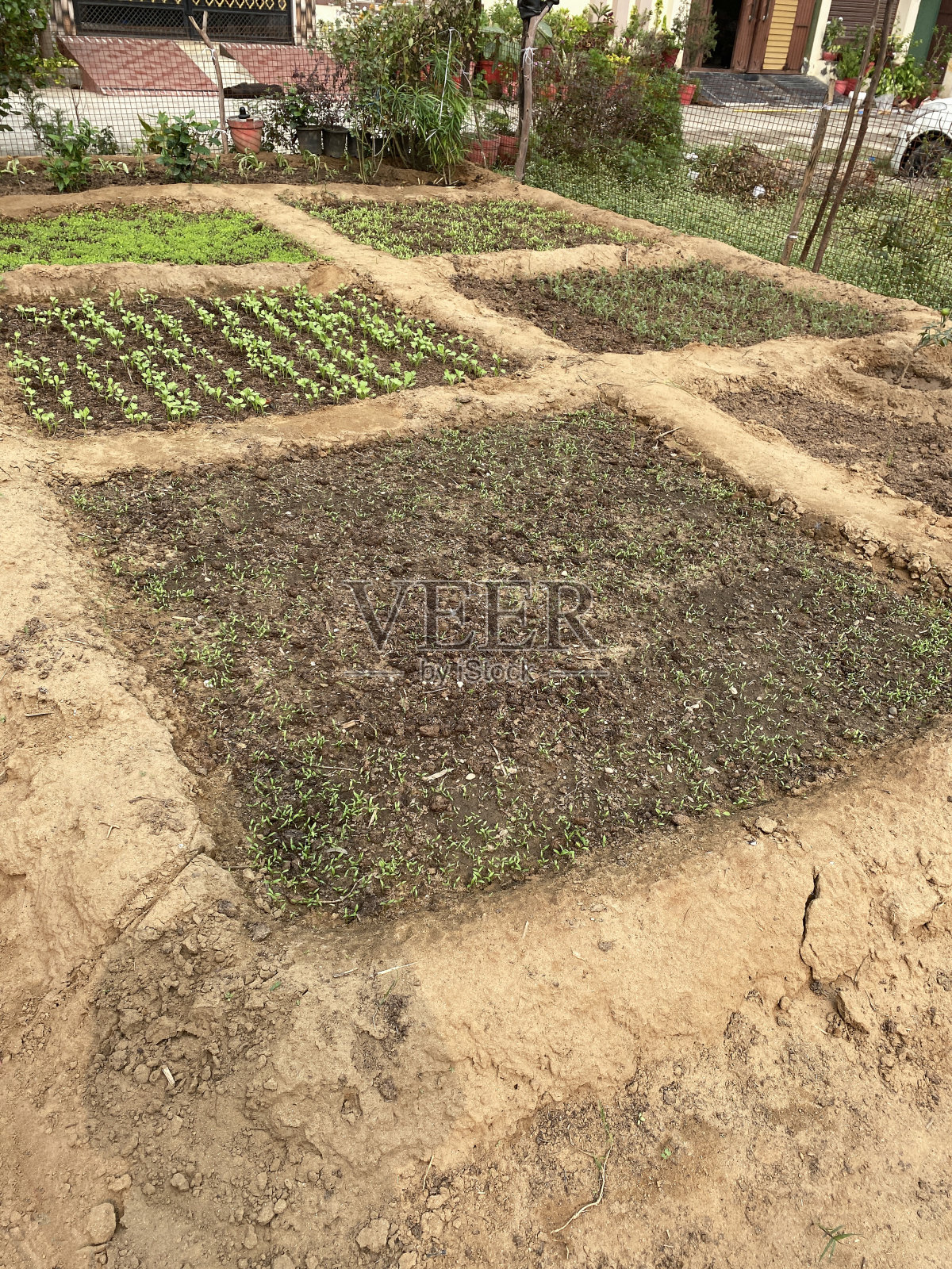 花园分配地块的图像，由种植了幼苗和菠萝蜜树、鹰嘴豆、萝卜和胡芦巴植物的模塑土壤形成的凸起的蔬菜床，背景是链式围栏，重点在前景，高架视图照片摄影图片