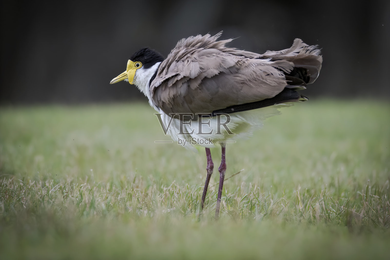 蒙面田凫(香草)照片摄影图片