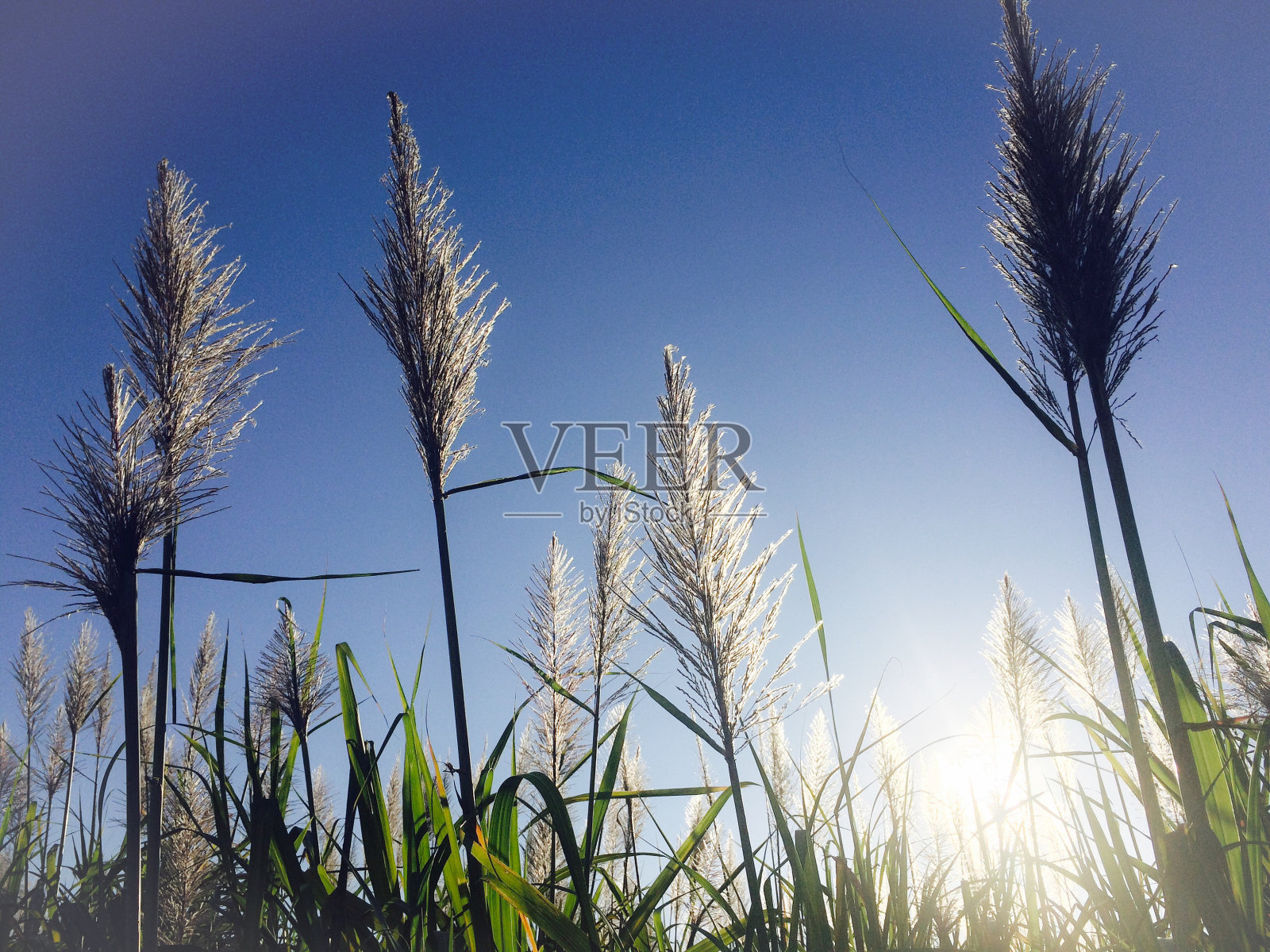 阳光穿过野生潘帕斯草照片摄影图片