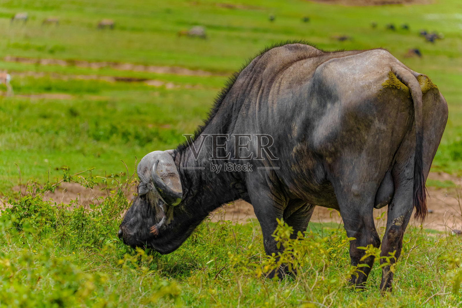 恩戈罗恩戈罗的野生动物照片摄影图片