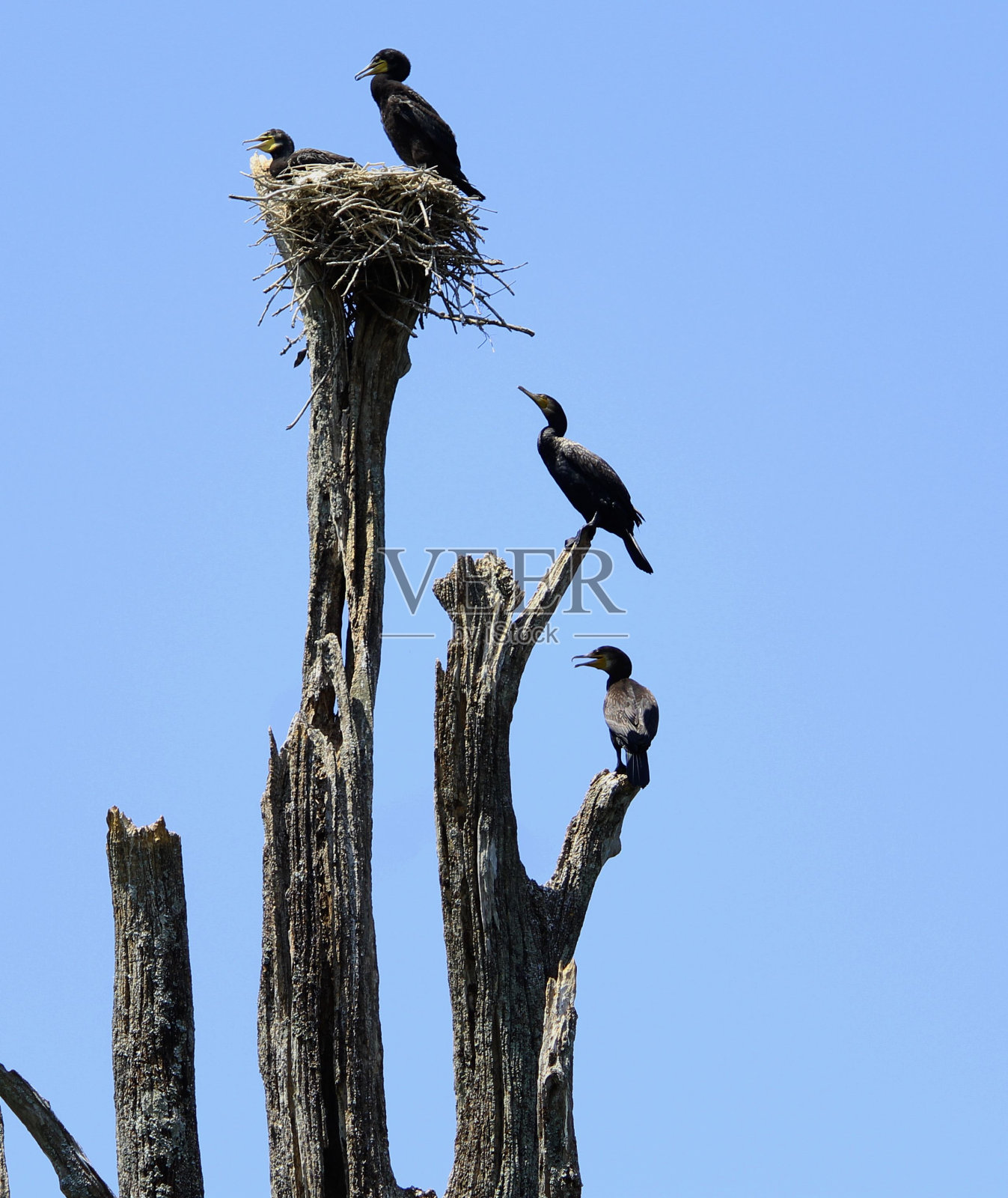 在蓝天的映衬下，鸬鹚在干燥的树上筑巢。照片摄影图片
