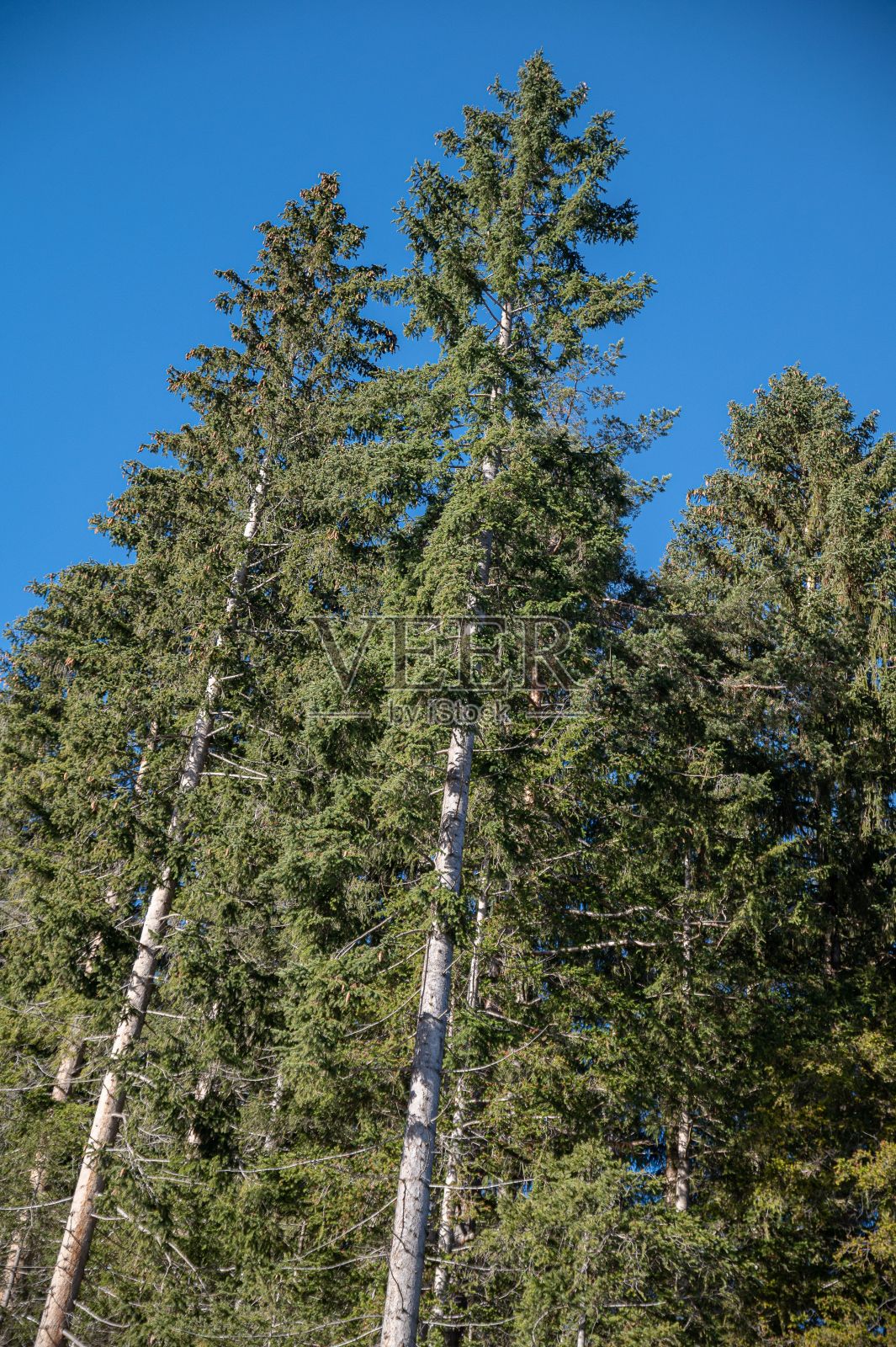 垂直拍摄的高大树木，背景是蓝天照片摄影图片
