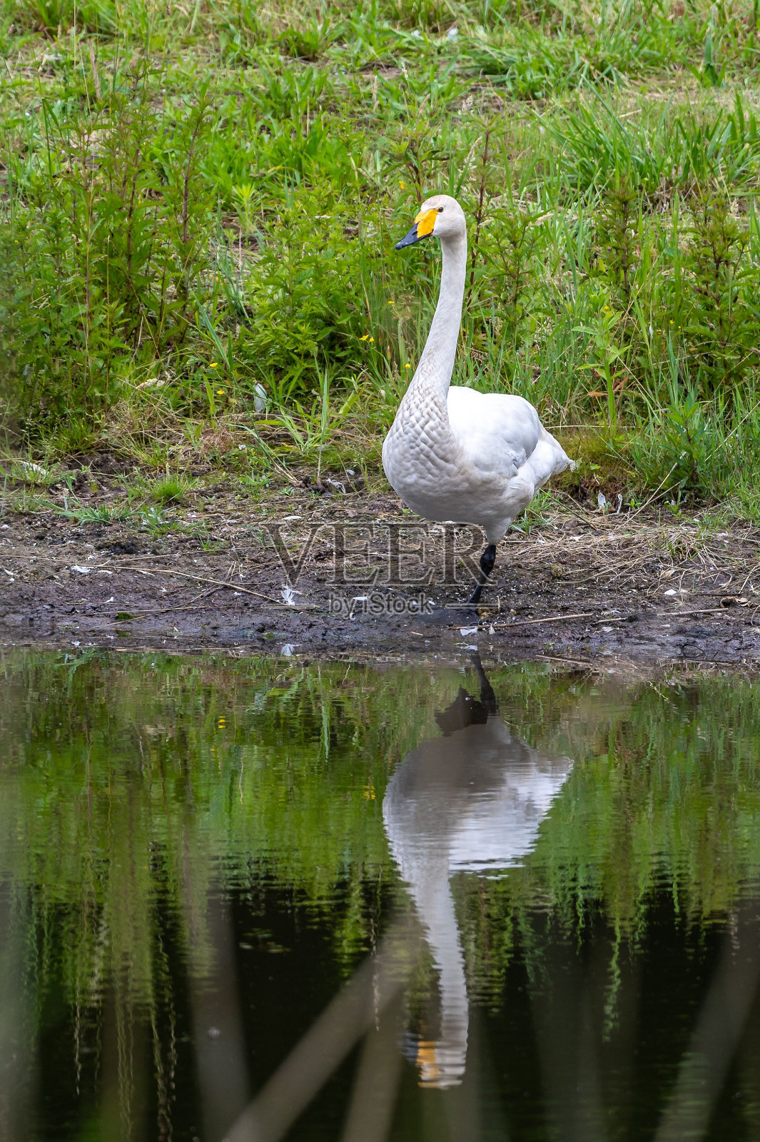 湖面岸边，一只长着橙黑色喙的白天鹅的垂直镜头照片摄影图片