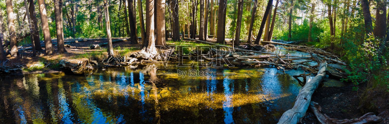 加州森林中郁郁葱葱的湖泊全景照片照片摄影图片