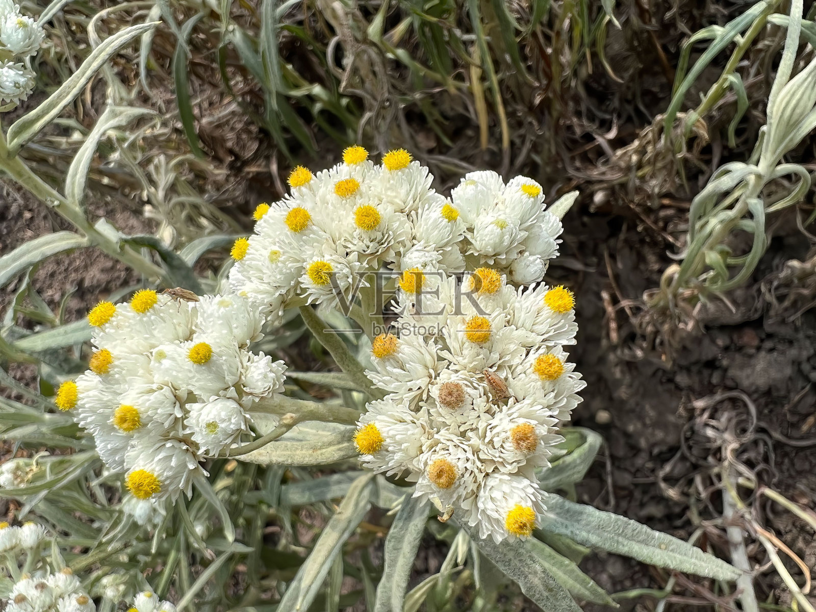 荒野中盛开的玛格丽塔花植物的高角度微距镜头照片摄影图片