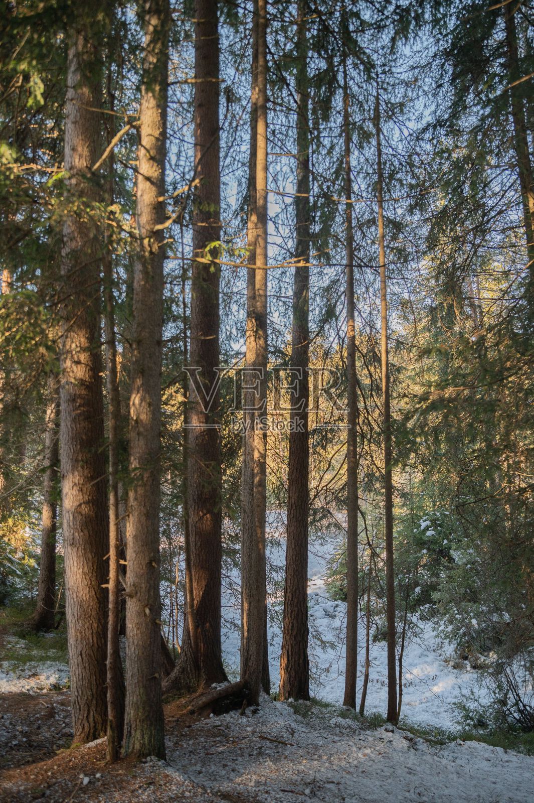 垂直拍摄的田野覆盖的树木在冬天没有叶子照片摄影图片