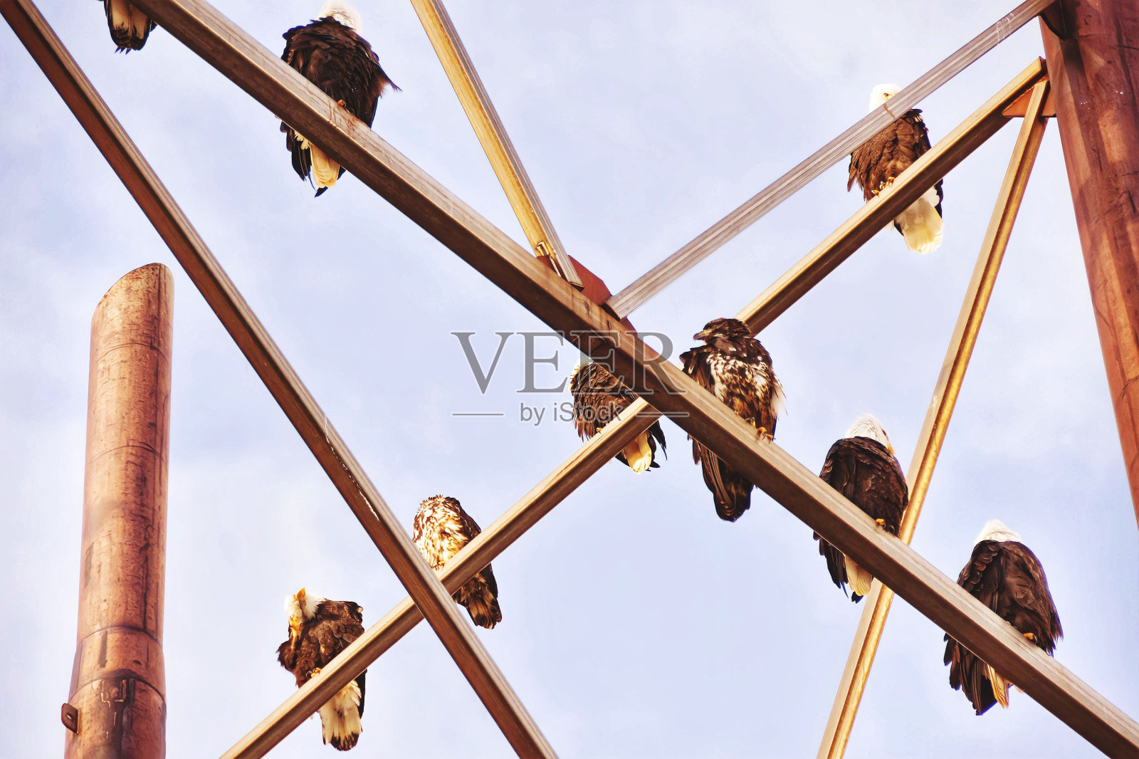 老鹰栖息在金属建筑上的低角度镜头照片摄影图片