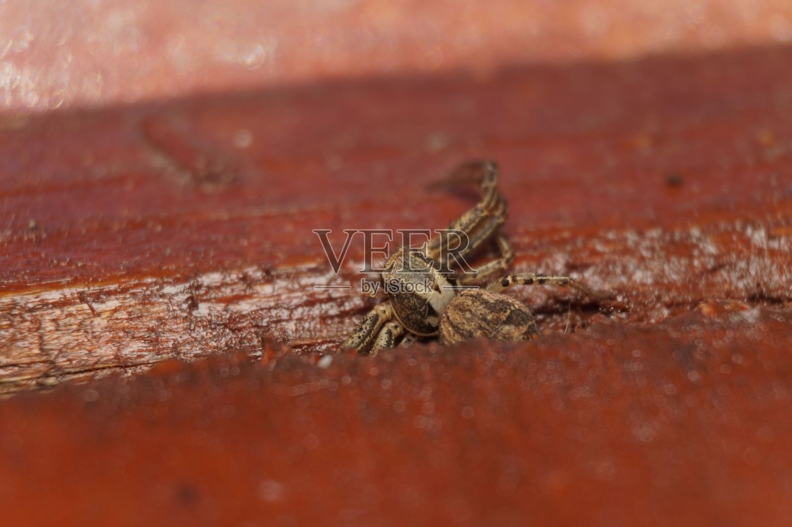 选择性聚焦镜头，一只藏红花蜘蛛在红色木地板上爬行照片摄影图片