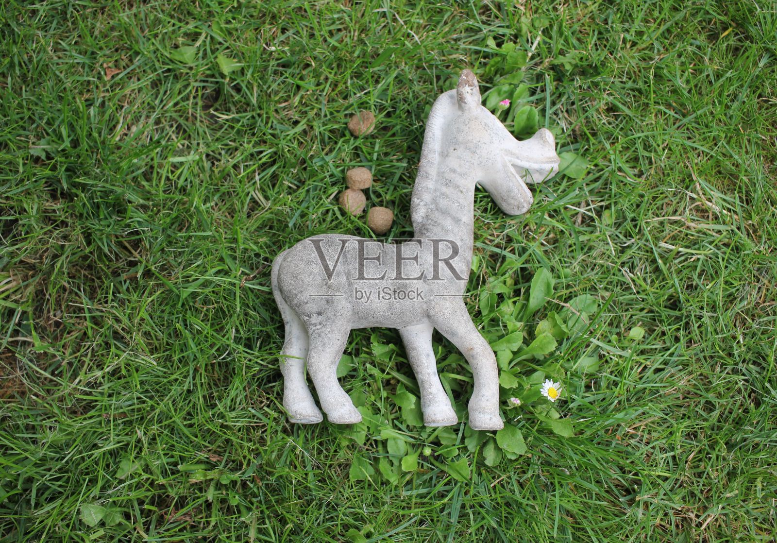 狗玩具在草地上照片摄影图片