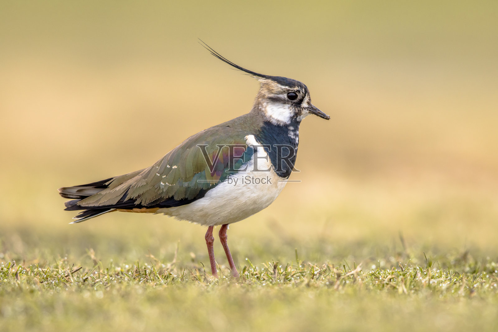 北方田凫的展示行为照片摄影图片