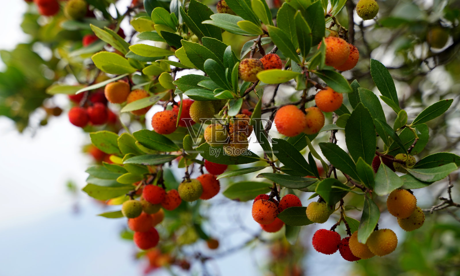 意大利秋天的草莓树照片摄影图片