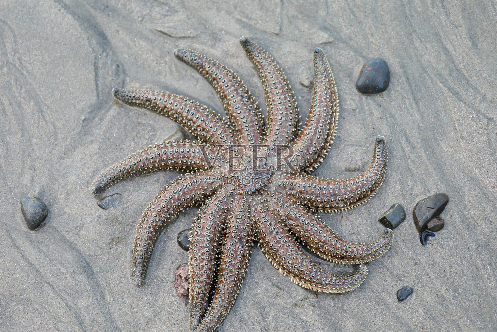 海滩上的海星照片摄影图片