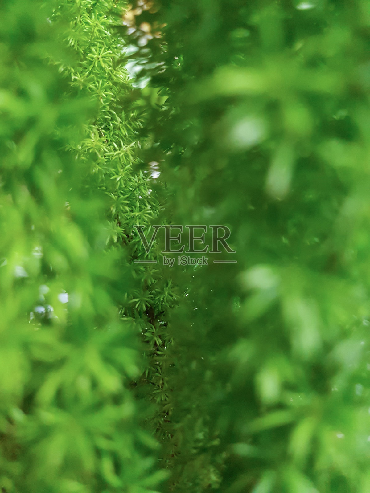 芦笋densiflorus照片摄影图片