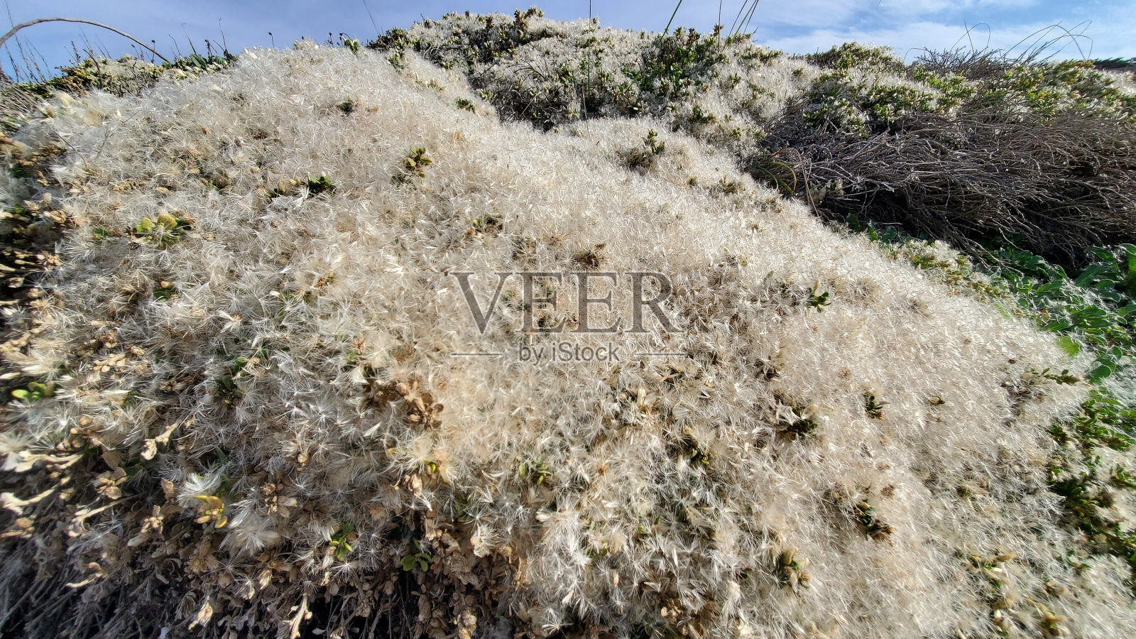 膨化植物照片摄影图片