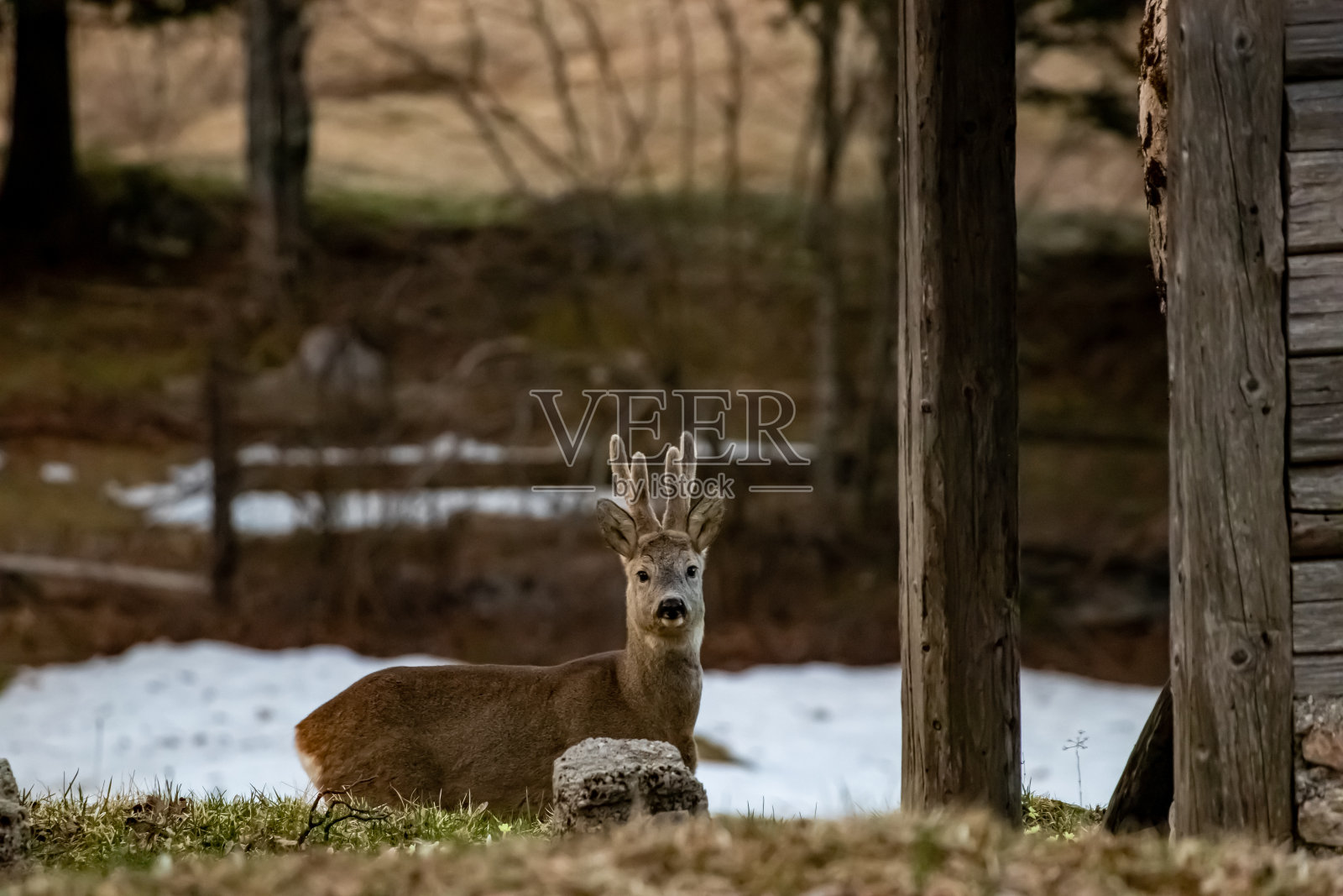 Bohinj地区森林里的鹿照片摄影图片