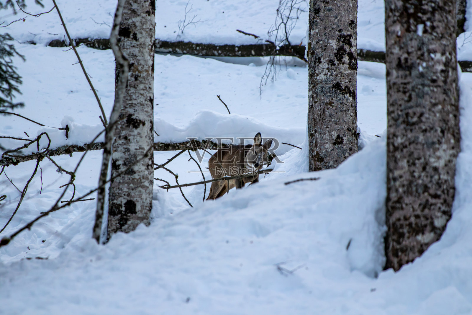 Bohinj地区森林里的鹿照片摄影图片
