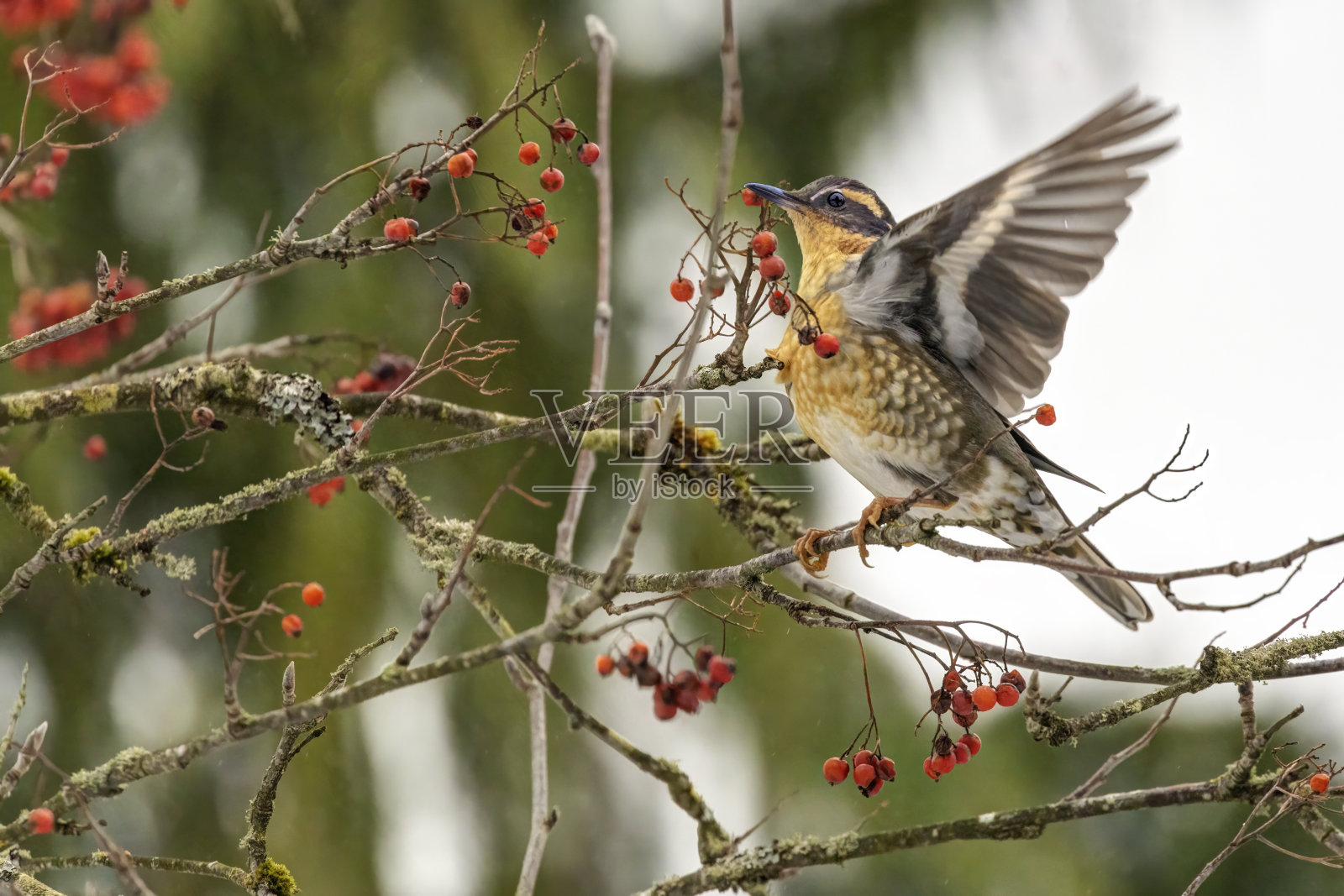 多样鸫鸟食用栒子浆果照片摄影图片