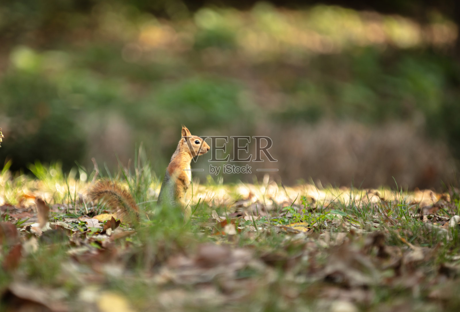 松鼠站在树叶上照片摄影图片