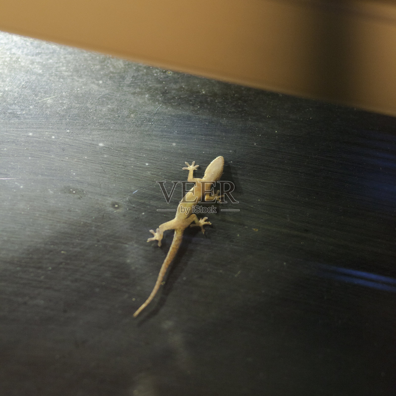 泰国蜥蜴在玻璃和桌子之间行走照片摄影图片