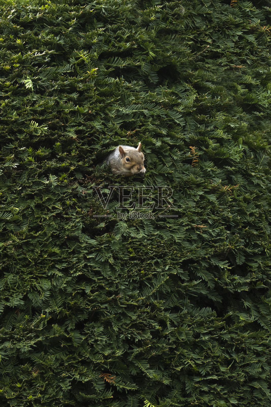 松鼠从松树树篱里偷看照片摄影图片