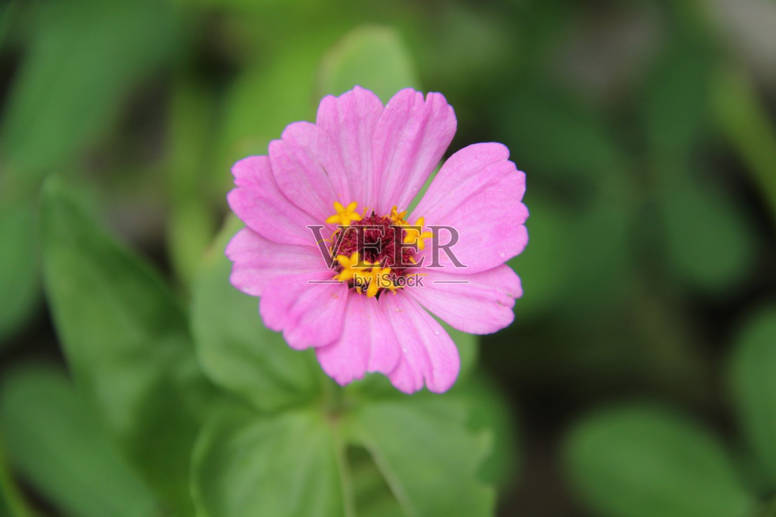 花照片摄影图片