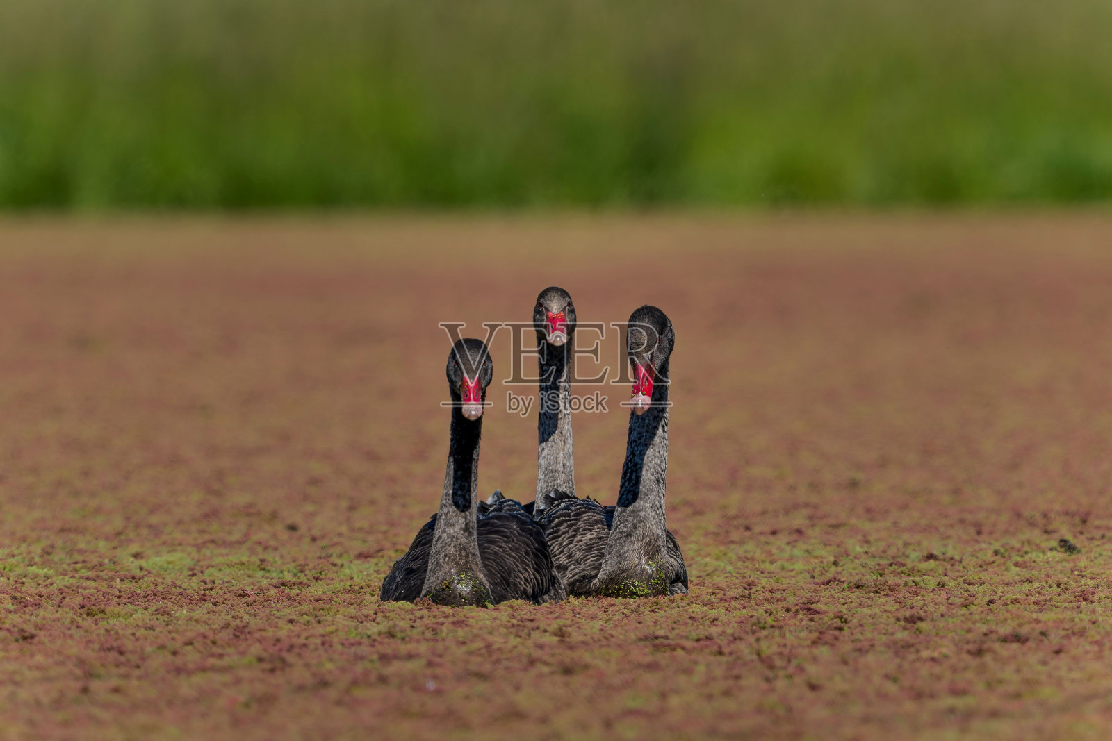 选择性聚焦三个黑天鹅纹章照片摄影图片