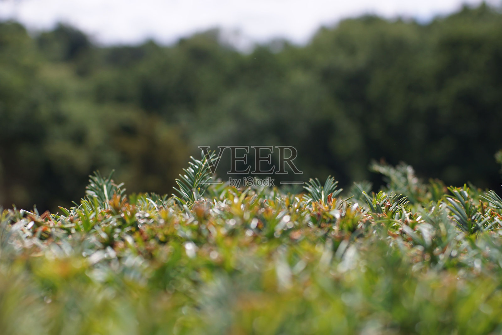 夏季绿色植物的选择性聚焦照片摄影图片